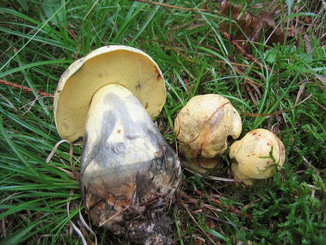 Boletus luridiformis var.junquilleus Gul Blodsopp 2.jpg