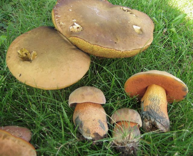 Boletus luridus 1 Eldsopp.jpg