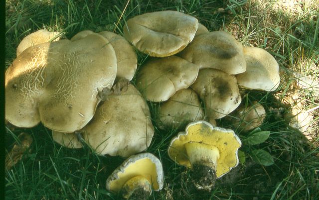 Boletus radicans 3 Rotsopp.jpg