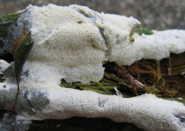 Ceratiomyxa fruticulosa var. poroides.jpg