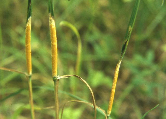Epichloë typhina 2.jpg