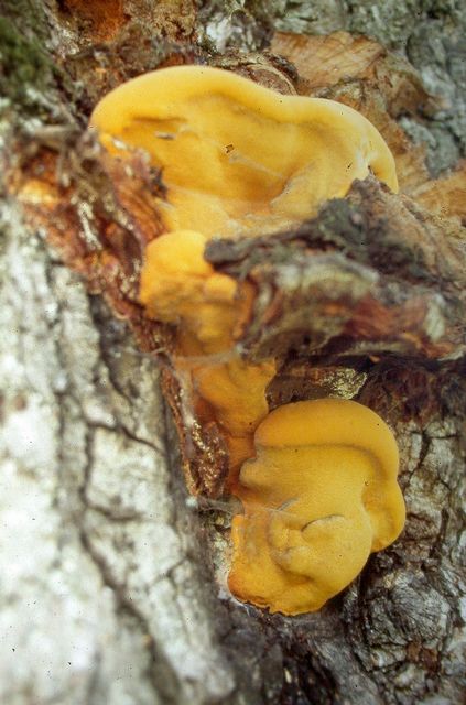 Hapalopilus croceus Saffransticka 2  kopiera.jpg