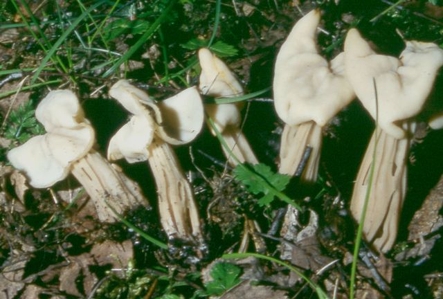 H.crispa Vit hattmurkla.jpg