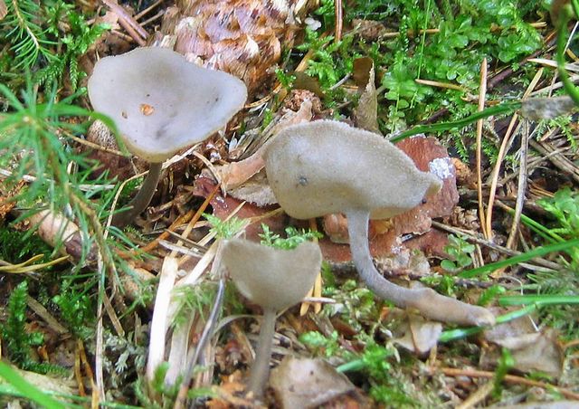 Helvella macropusLuden skÃ¥lmurkla 2 kopiera.jpg
