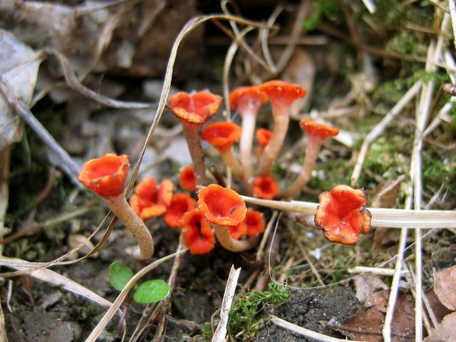 Microstoma protrakta5 TullpanskÃ¥l kopiera.jpg