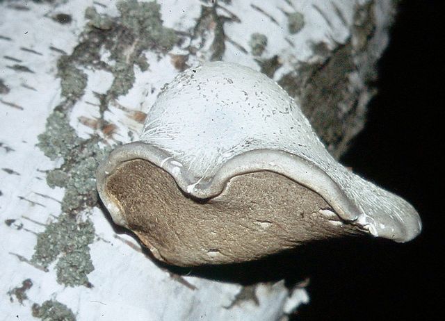 Piptoporus betulinus.2jpg.jpg