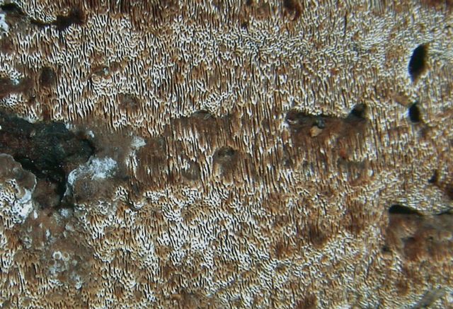 Protomerulius caryae 2.jpg