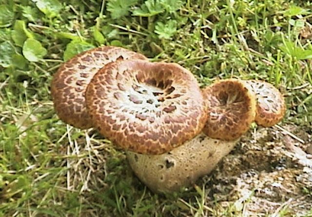 Polyporus squamosus f.clusianus  FjÃ¤llticka.jpg
