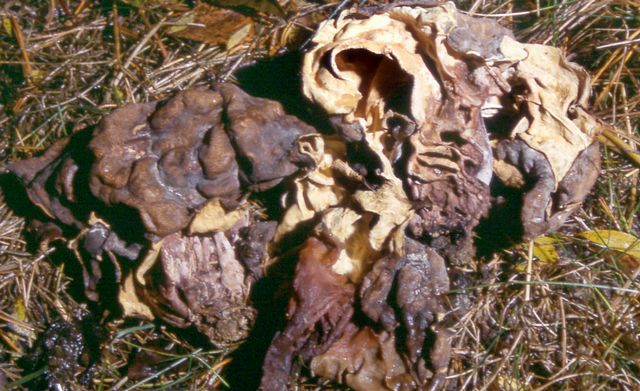 P. spaerospora Klotsporig murkla.jpg