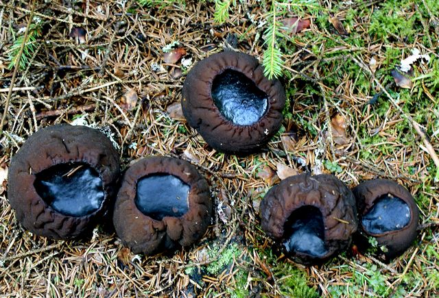 Bombmurkla 3 Fjellskäfte.jpg