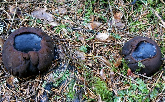 Bombmurkla 2 Fjellskäfte.jpg