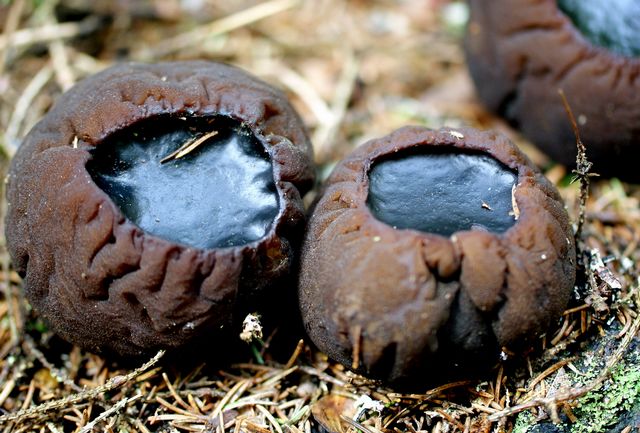 Bombmurkla 4 Fjellskäfte.jpg