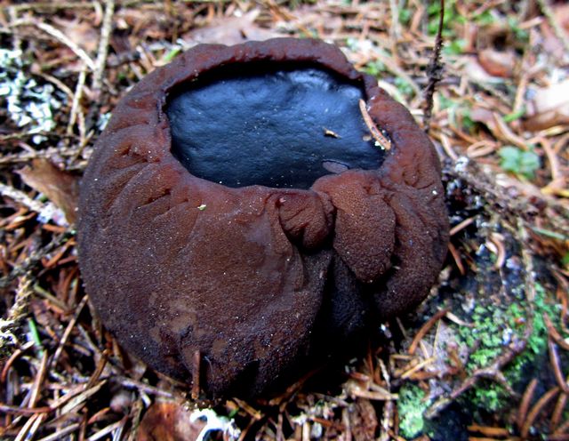 Bombmurkla7 Fjellskäfte.jpg