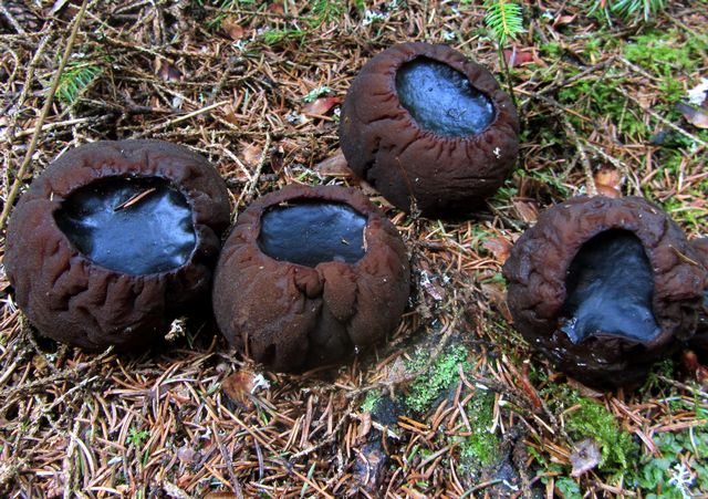 Bombmurkla9 Fjellskäfte.jpg