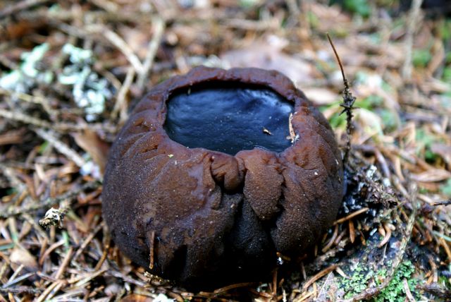 Bombmurkla 1 Fjellskäfte.jpg