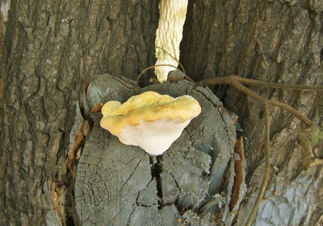 Spongipellis spumeus Skumticka.jpg