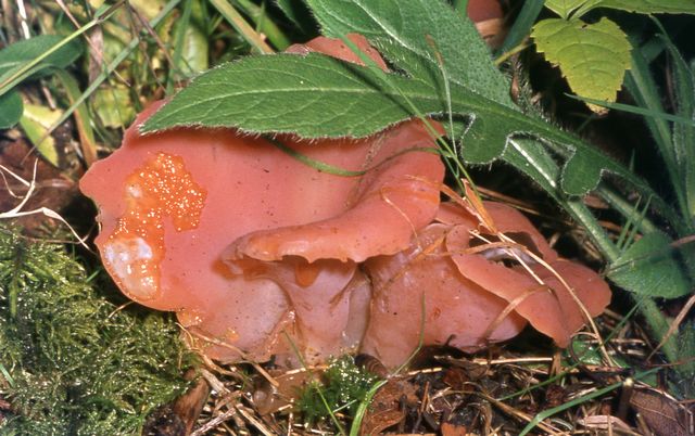 T.helvelloides  2 Geletratting.jpg