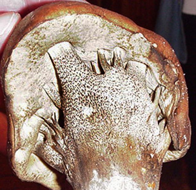 mÃ¥ngfotad bjÃ¶rksopp3.jpg