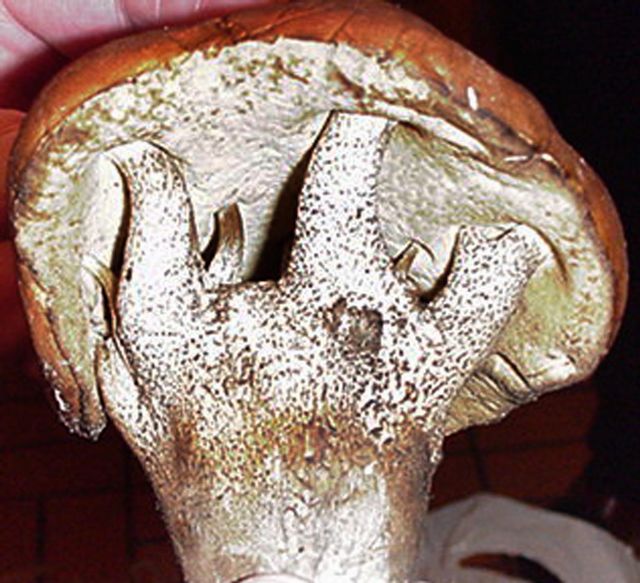 mÃ¥ngfotad bjÃ¶rksopp2.jpg