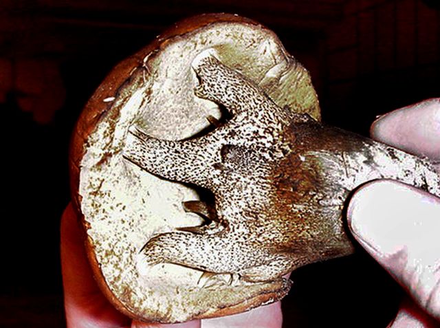 mÃ¥ngfotad bjÃ¶rksopp 1.jpg