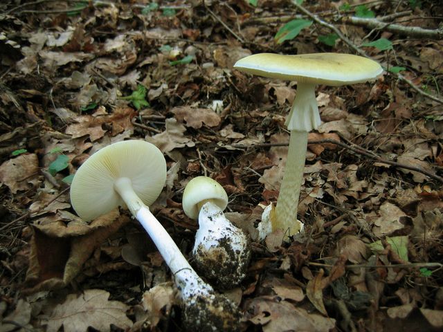 Amanita phalloides  LÃ¶msk flugsvamp 14 .jpg
