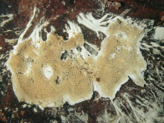 Antrodia vaillantii  1 MÃ¶gelticka.jpg