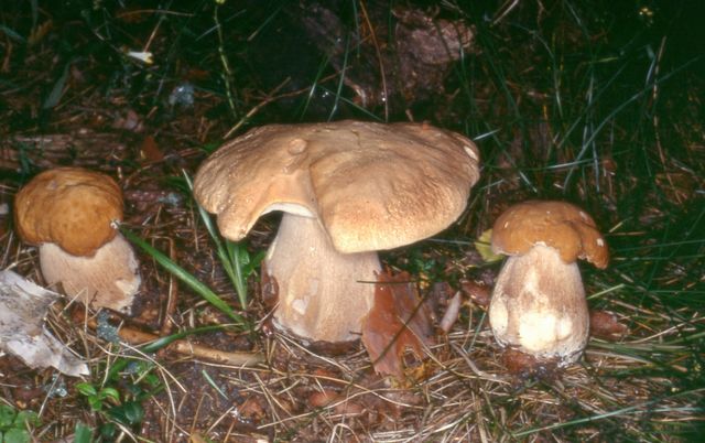 Boletus betulicola 2 BjÃ¶rkens karljohan.jpg