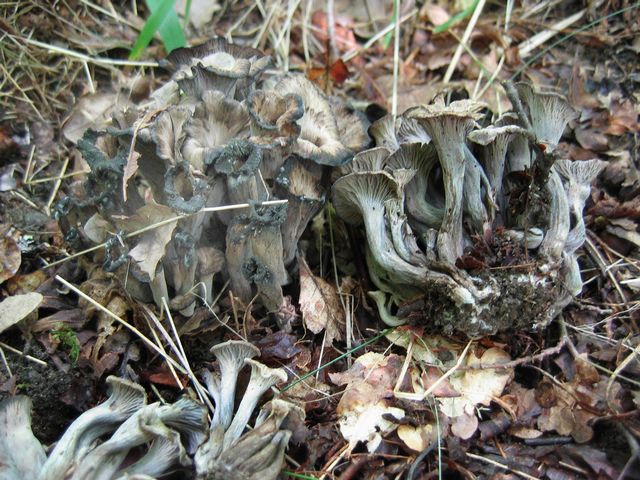 Cantharellus cinereus GrÃ¥ kantarell 2.jpg