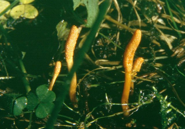 Cordyceps militaris RÃ¶d larvklubba 2.jpg
