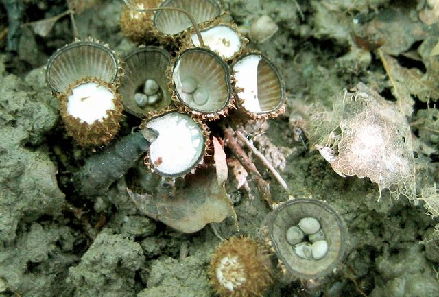 strimmig brÃ¶dkorgsvamp 4.jpg