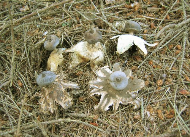 Geastrum pectinatum KamjordstjÃ¤rna.jpg