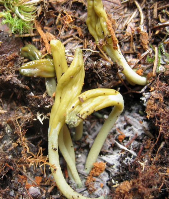 Microglossum virile 4  Unga framgrÃ¤vda frk. .jpg