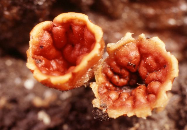 Microstoma protracta TullpanskÃ¥l 2 .jpg