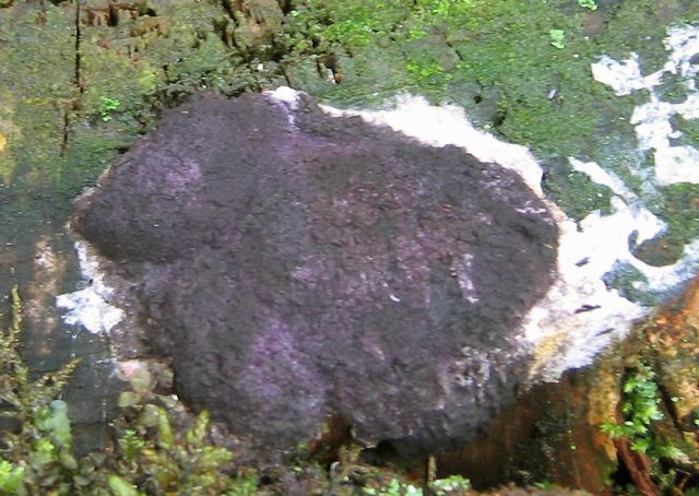 Nectria violacea 3 LilagÃ¶mming.jpg