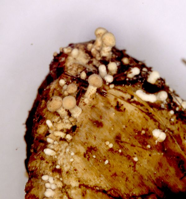 Onygena equina KlÃ¶vsvamp.jpg