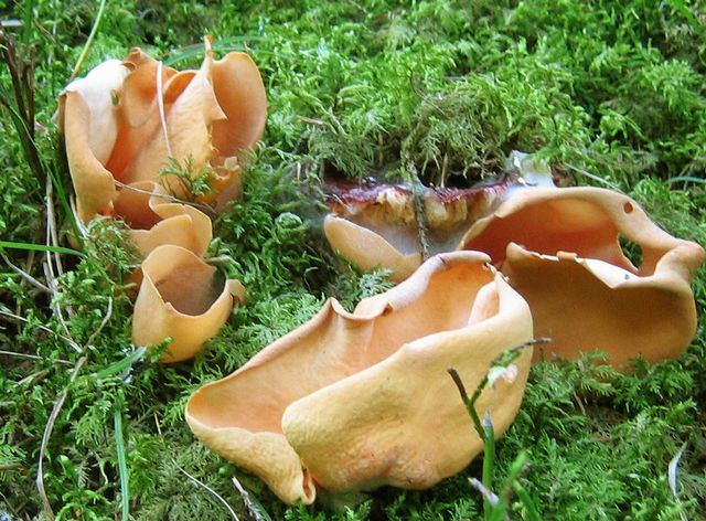 Otidea onotica Stort harÃ¶ra 4.jpg