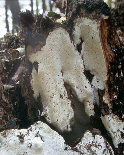 Perenniporia medulla-panis BrÃ¶dmÃ¤rgsticka.jpg