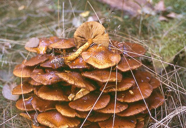 Pholiota Jahnii SvartfjÃ¤llig tofsskivling.jpg