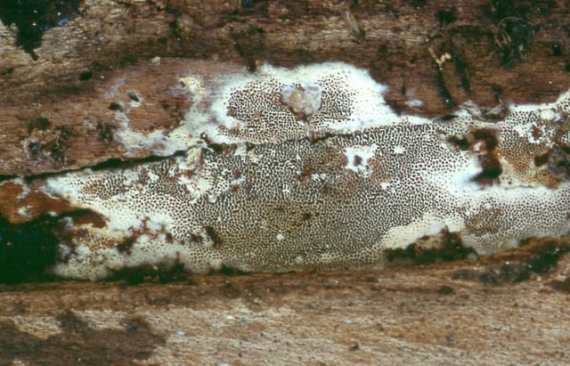 Protomerulius caryae.jpg