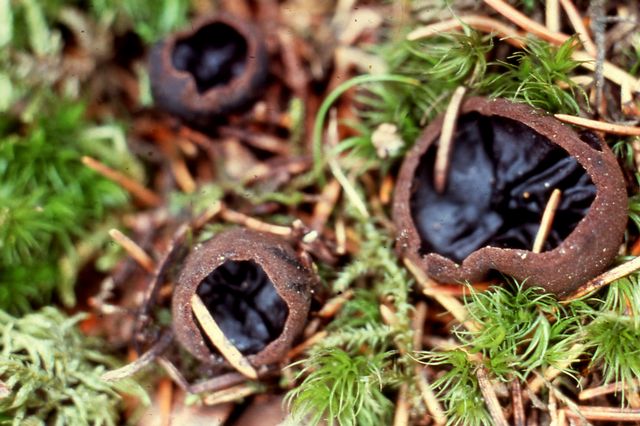 Pseudoplectania nigrella Svart vÃ¥rskÃ¥l.jpg