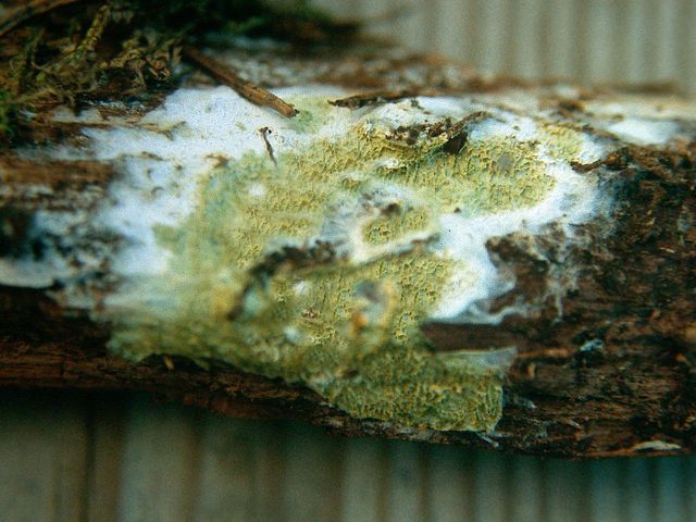 Sistitrema alboluteum  grÃ¶n .jpg