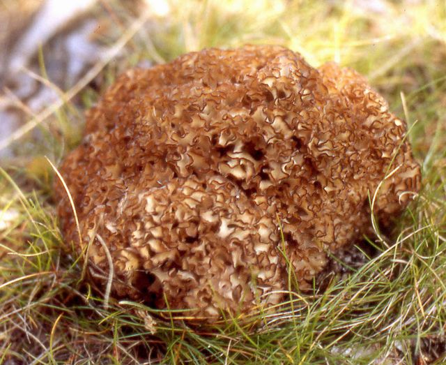 Sparassis chrispa.jpg