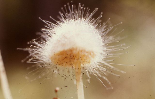 Spinellus fusiger HÃ¤ttmÃ¶gel 2.jpg