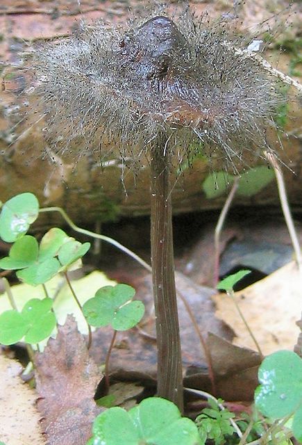 Spinellus fusiger HÃ¤ttmÃ¶gel 4.jpg