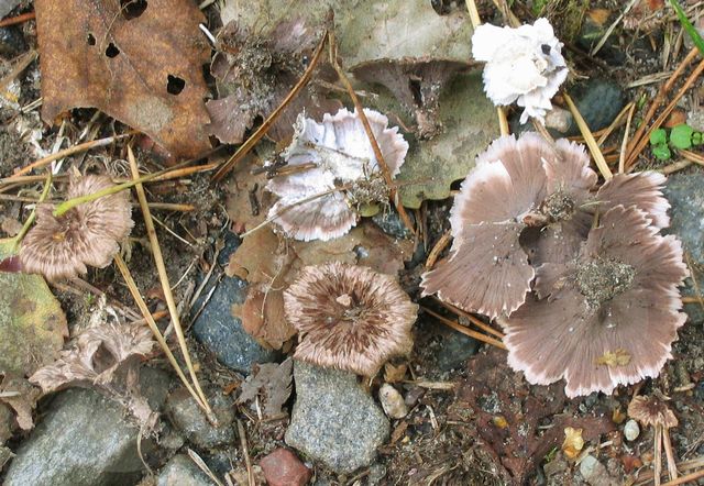 Thelephora caryophyllea 3VÃ¥rt-tratt.jpg