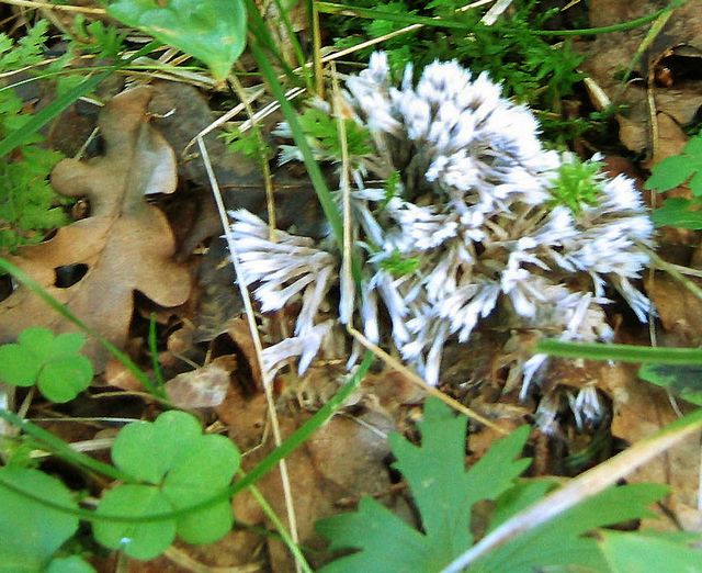 Thelephora pencilliata TrollskÃ¤gg.jpg