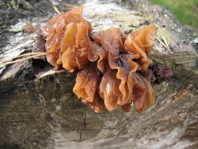 T.foliacea 3  BrunkrÃ¶s.jpg