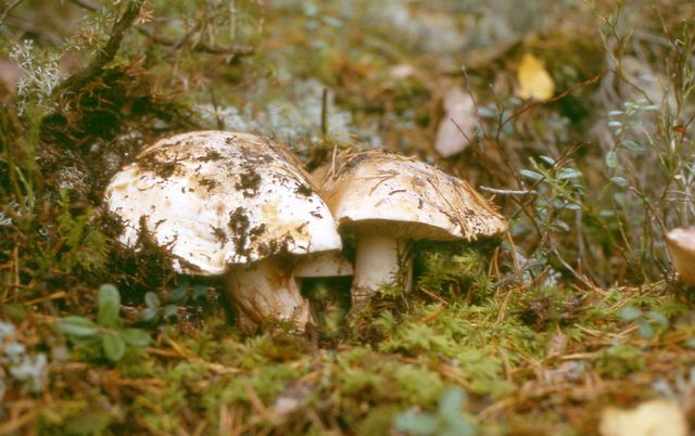 Tricholoma colossus JÃ¤ttemusserom.jpg