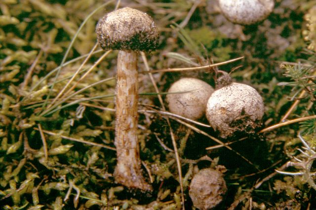 Tulostoma fimbriatum StjÃ¤lkrÃ¶ksvamp.jpg