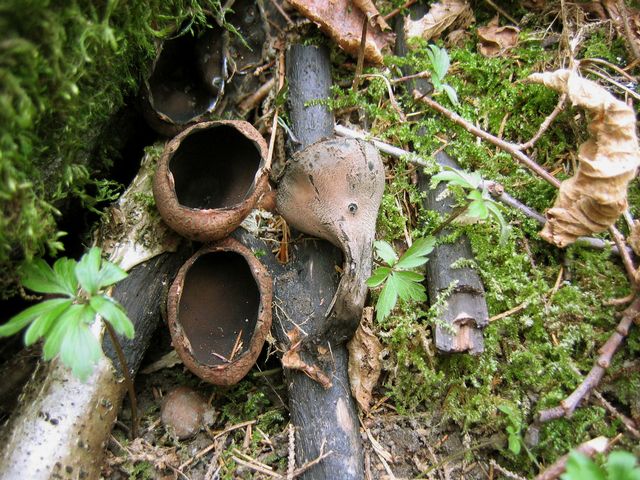 Urnula craterium 15 RÃ¶kpipssvamp.jpg